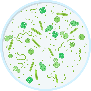 Bacteries Bacteries